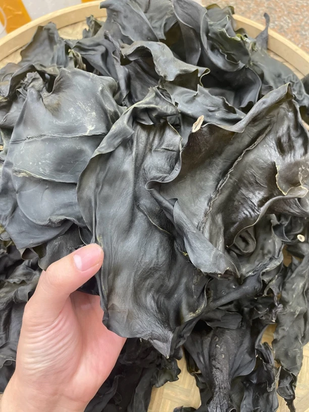【大海货】海带头 海带 厚肉新鲜