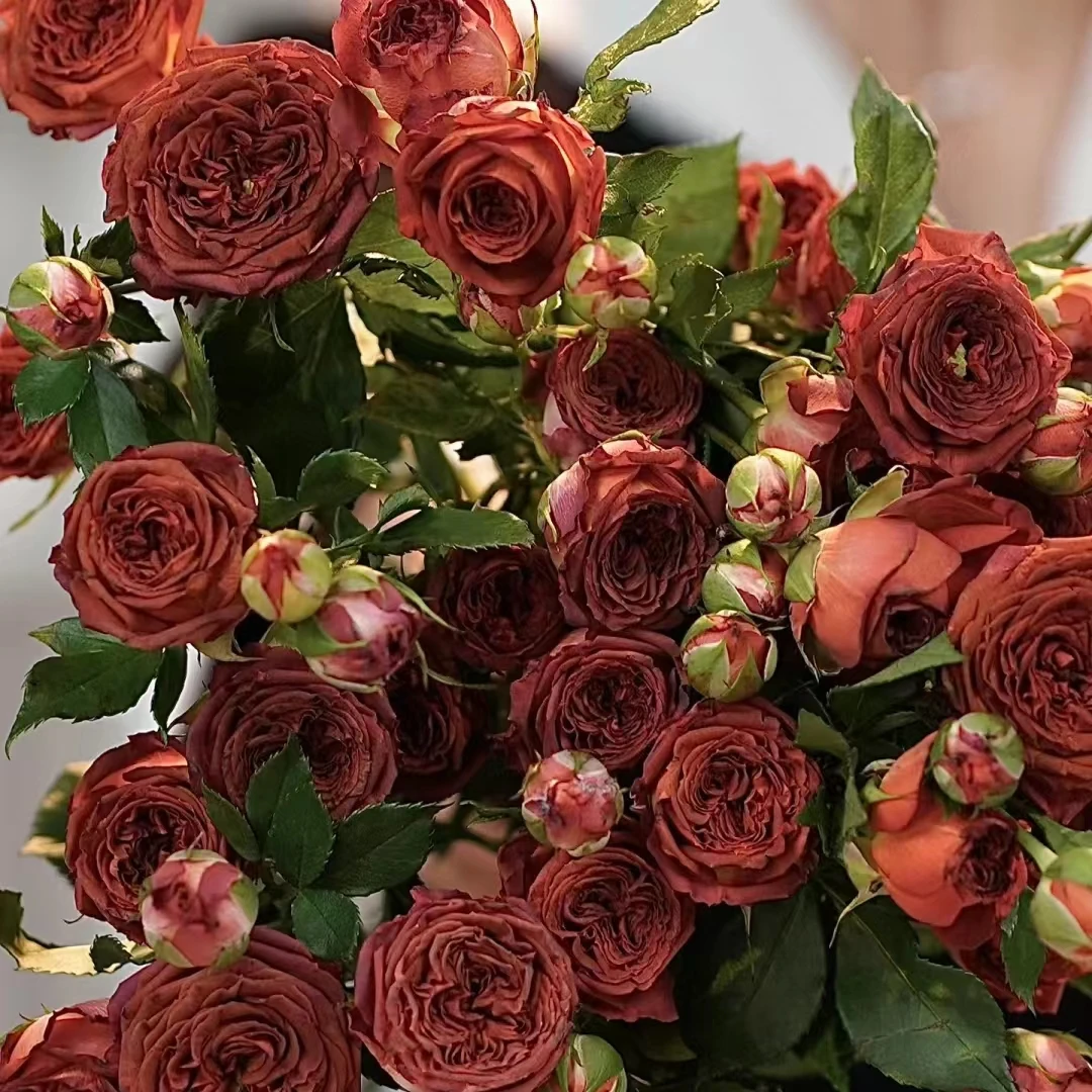 【轶11】巧克力多头玫瑰9支+1支防损 居家鲜花 收到花带包装醒花