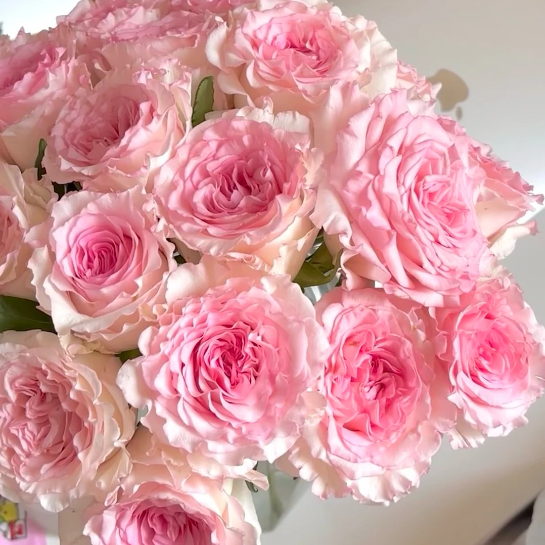 【轶11】洛神花魁18支+2支防损鲜切花玫瑰居家鲜花收到花带包装醒花