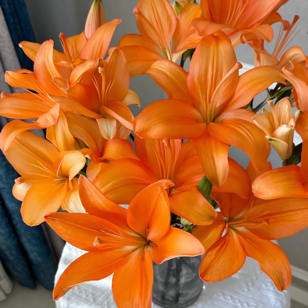 【轶1】橙色梦想亚百合花苞小   云南直发