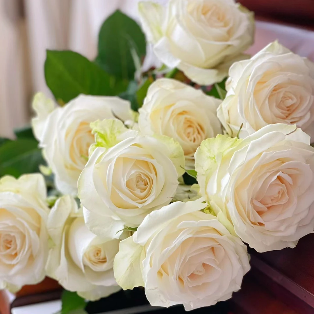 【轶1】白雪山18支+2支防损鲜切花玫瑰居家鲜花 收到花带包装醒花