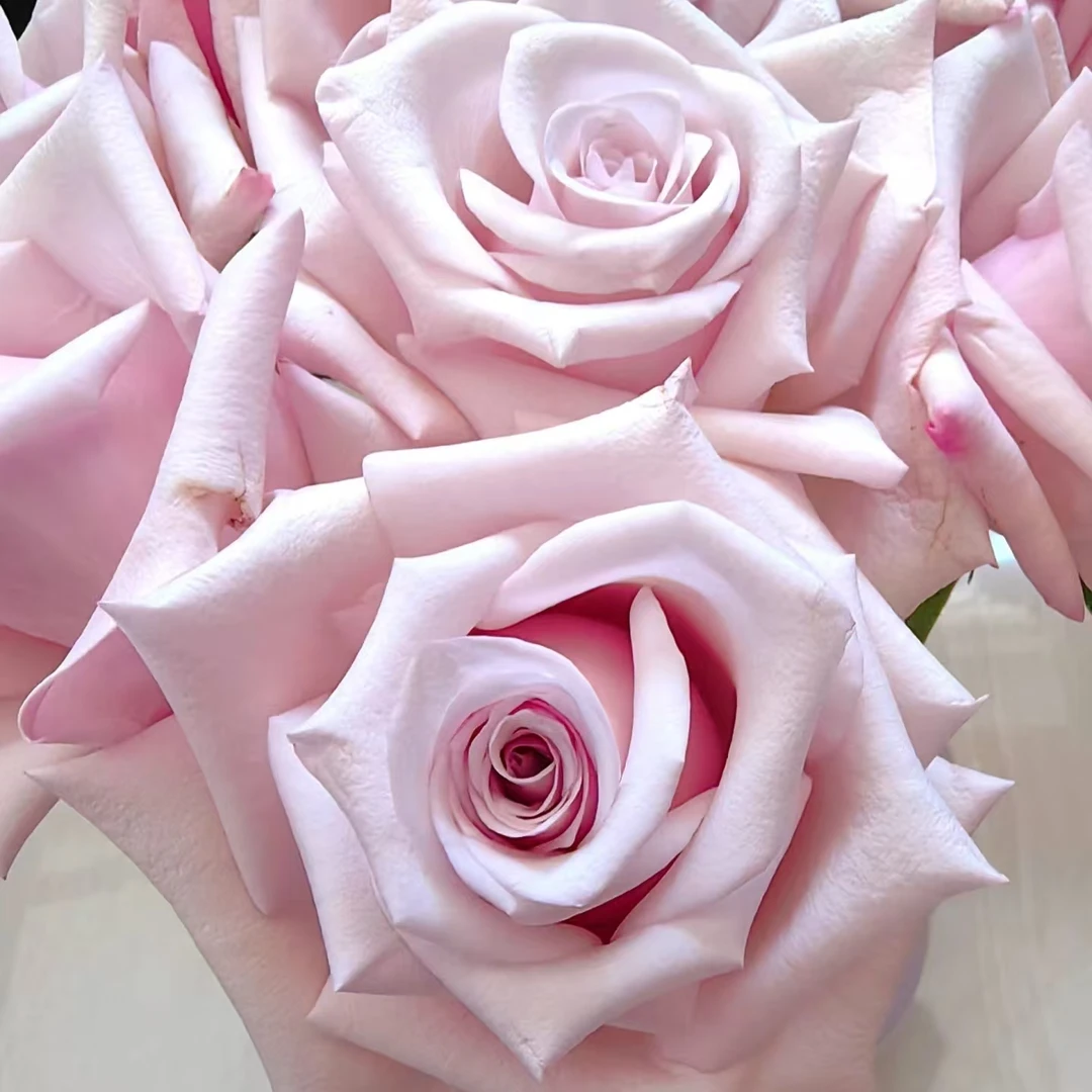 【轶1】哈雅玫瑰鲜切花玫瑰居家鲜花 收到花带包装醒花