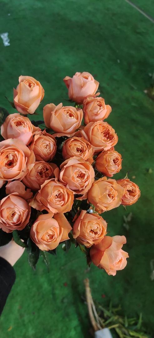 【轶1】橙蝴蝶玫瑰18支+2支防损鲜切花玫瑰居家鲜花收到花带包装醒