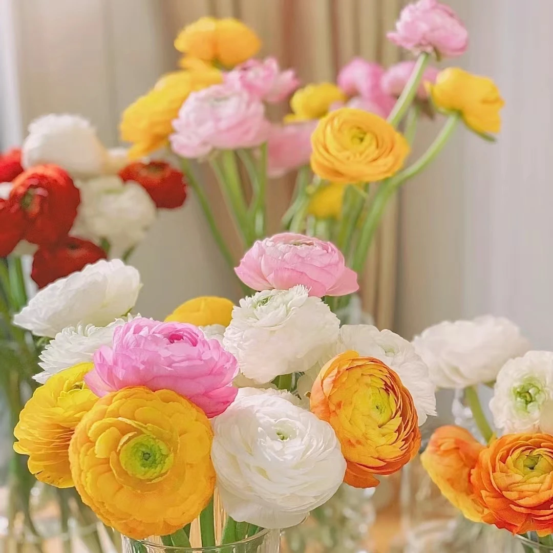 【轶11】洋牡丹 富贵花 花期长 收到花带包装醒花（20%不售后）