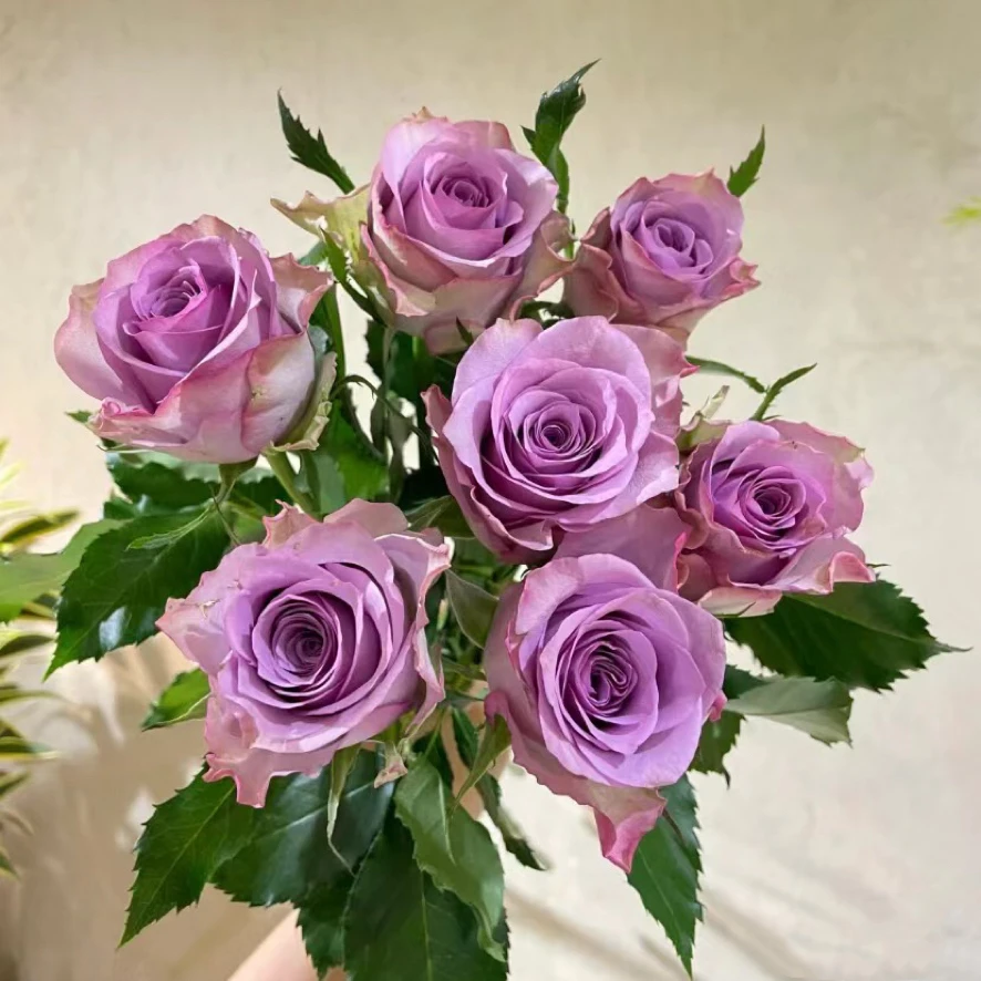 【轶1】紫霞仙子18支+2支防损 鲜切花玫瑰居家鲜花收到花带包装醒花