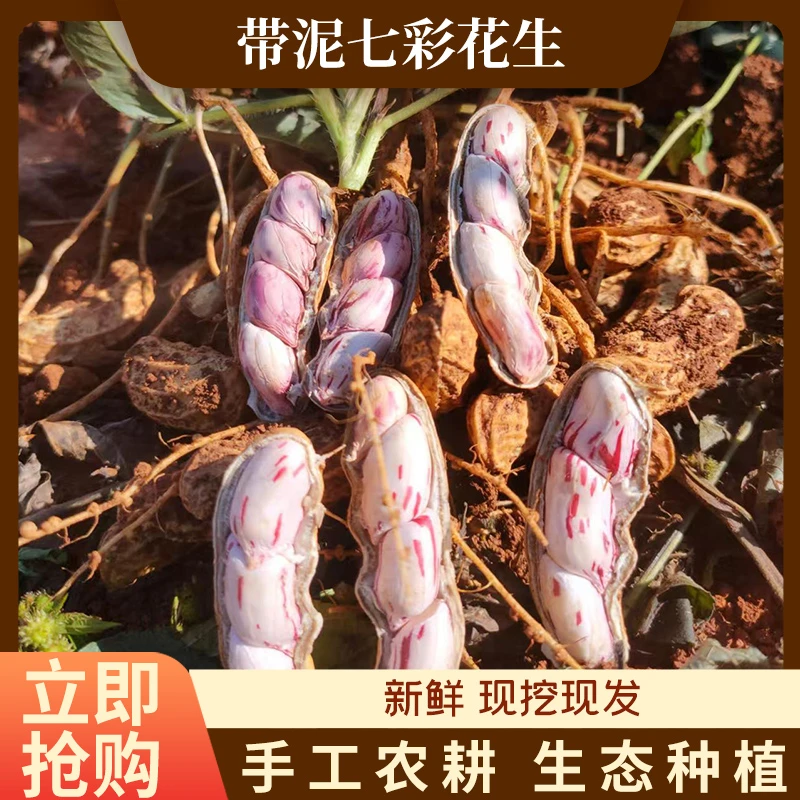 云南新鲜七彩带壳湿花生新货新鲜湿花生生花生现挖甘甜可口