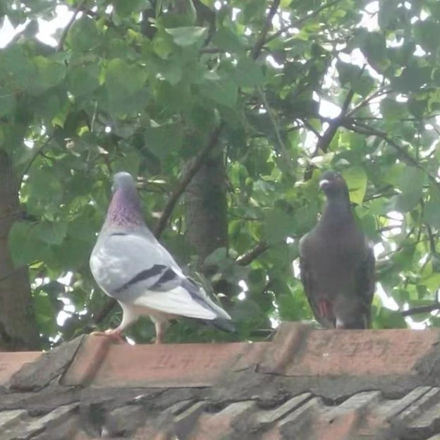 自家五谷杂粮散养鸽子2只装约700g