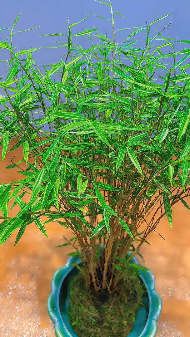 竹子盆景一物一拍，