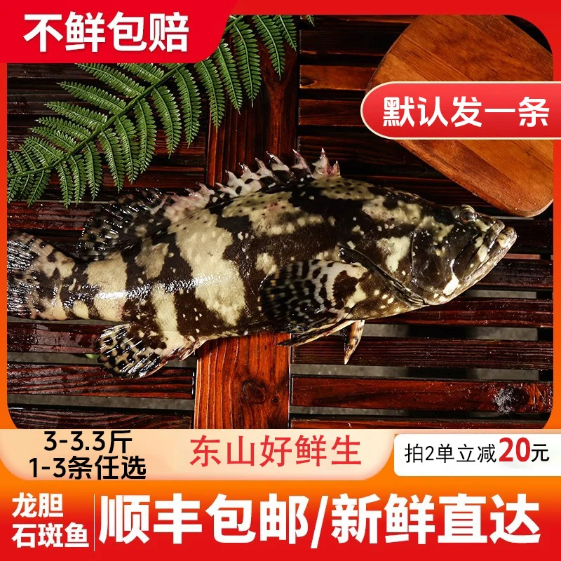 【3-3.3斤】龙胆石斑鱼珍珠斑老虎斑深海捕捞鲜冻顺丰福建东山岛
