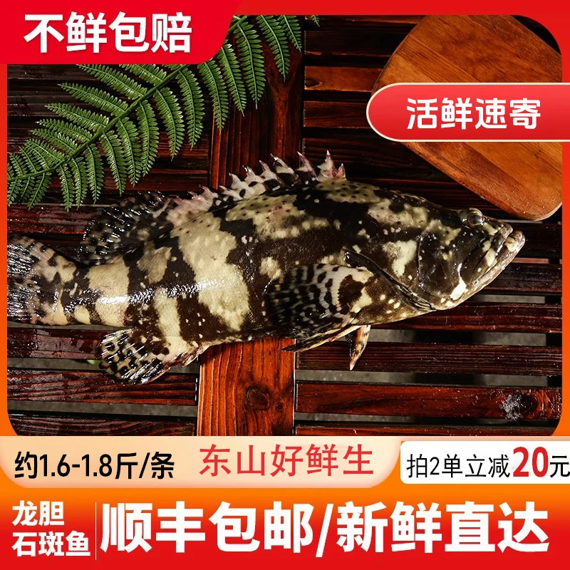 【1.6-1.8斤】龙胆石斑鱼珍珠斑老虎斑深海捕捞鲜冻顺丰福建东山岛