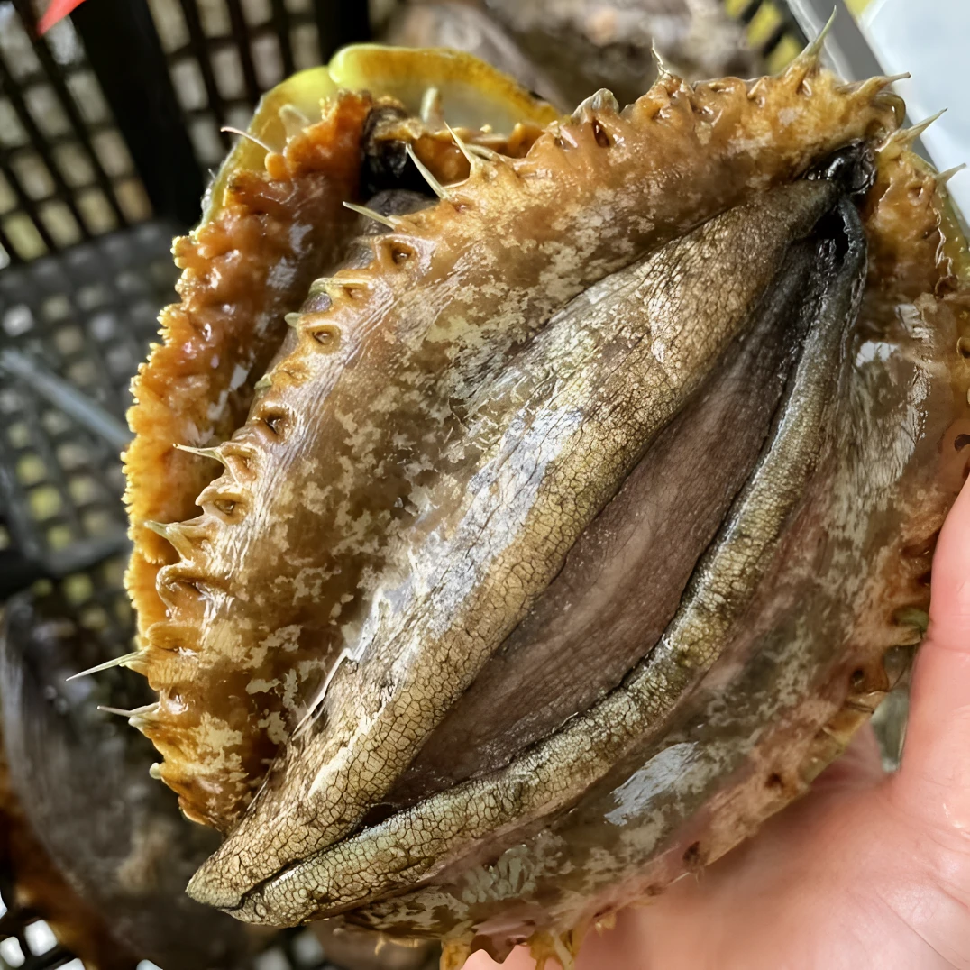 4-5头超大带壳带肚鲍鱼鲜活速冻锁鲜煲汤鲜嫩礼盒海鲜水产新鲜