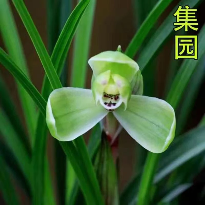 带花苞高档兰花苗 宋梅 春兰浓香型 兰花室内客厅阳台盆