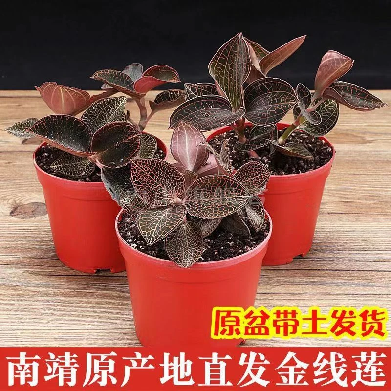 金线莲金钱盆景草种苗绿植带土观赏盆栽办公室植物南靖土楼特产