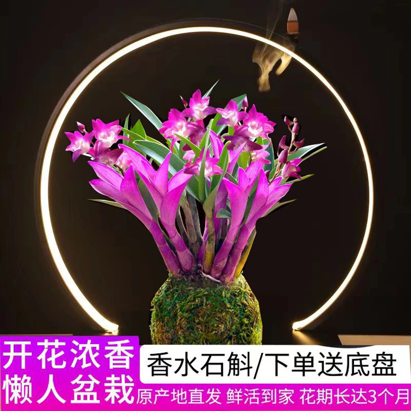 七彩香水石斛兰花花卉好养绿植浓香型带花室内植物绿植净化空气