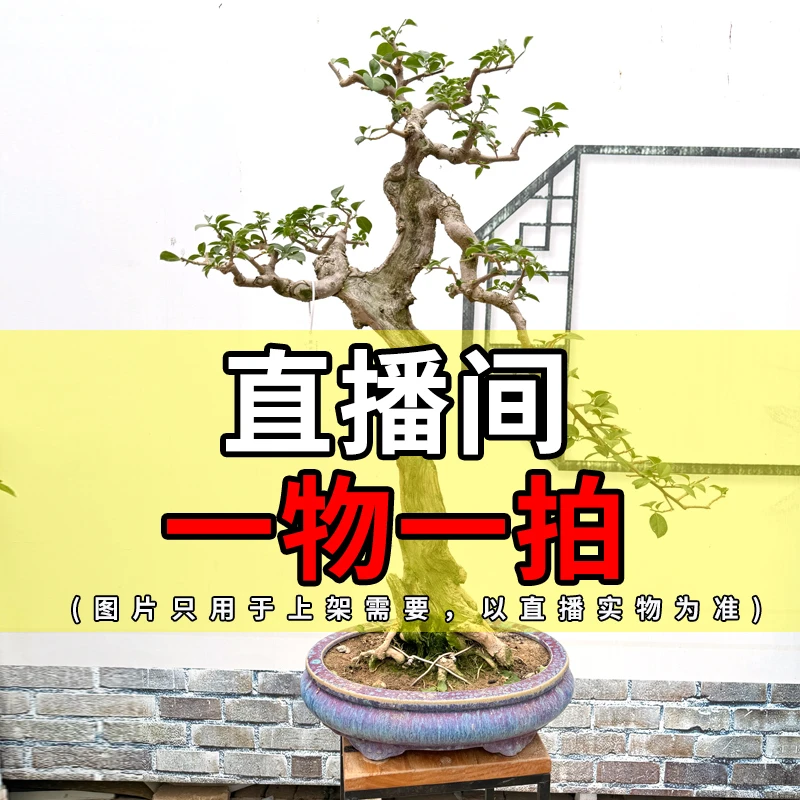 一物一拍三角梅盆景老桩原生桩【300】