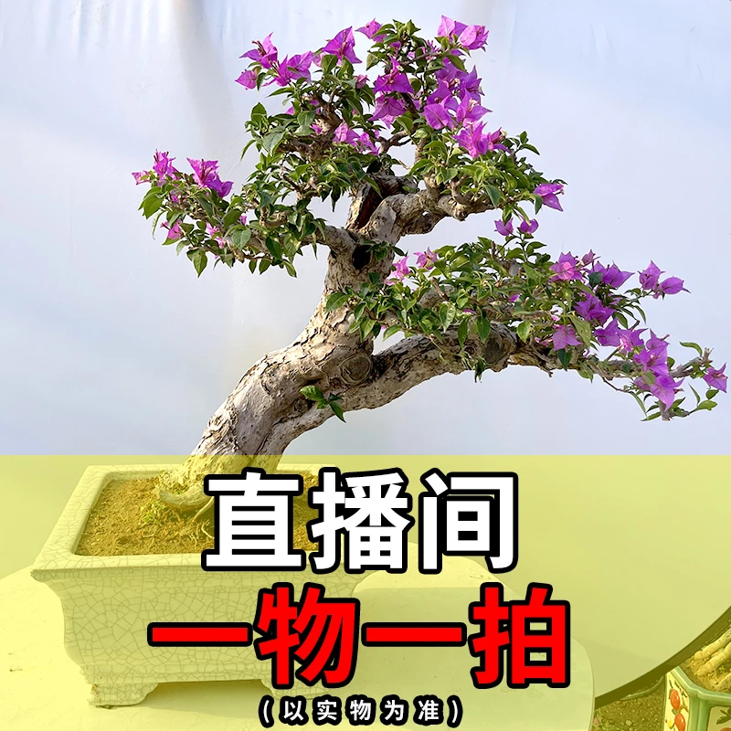 一物一拍三角梅盆景0003【2850】