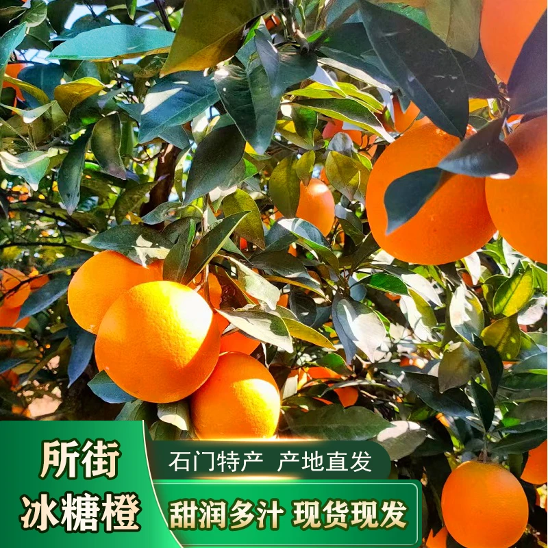 心想是橙-湖南石门所街冰糖橙橙子