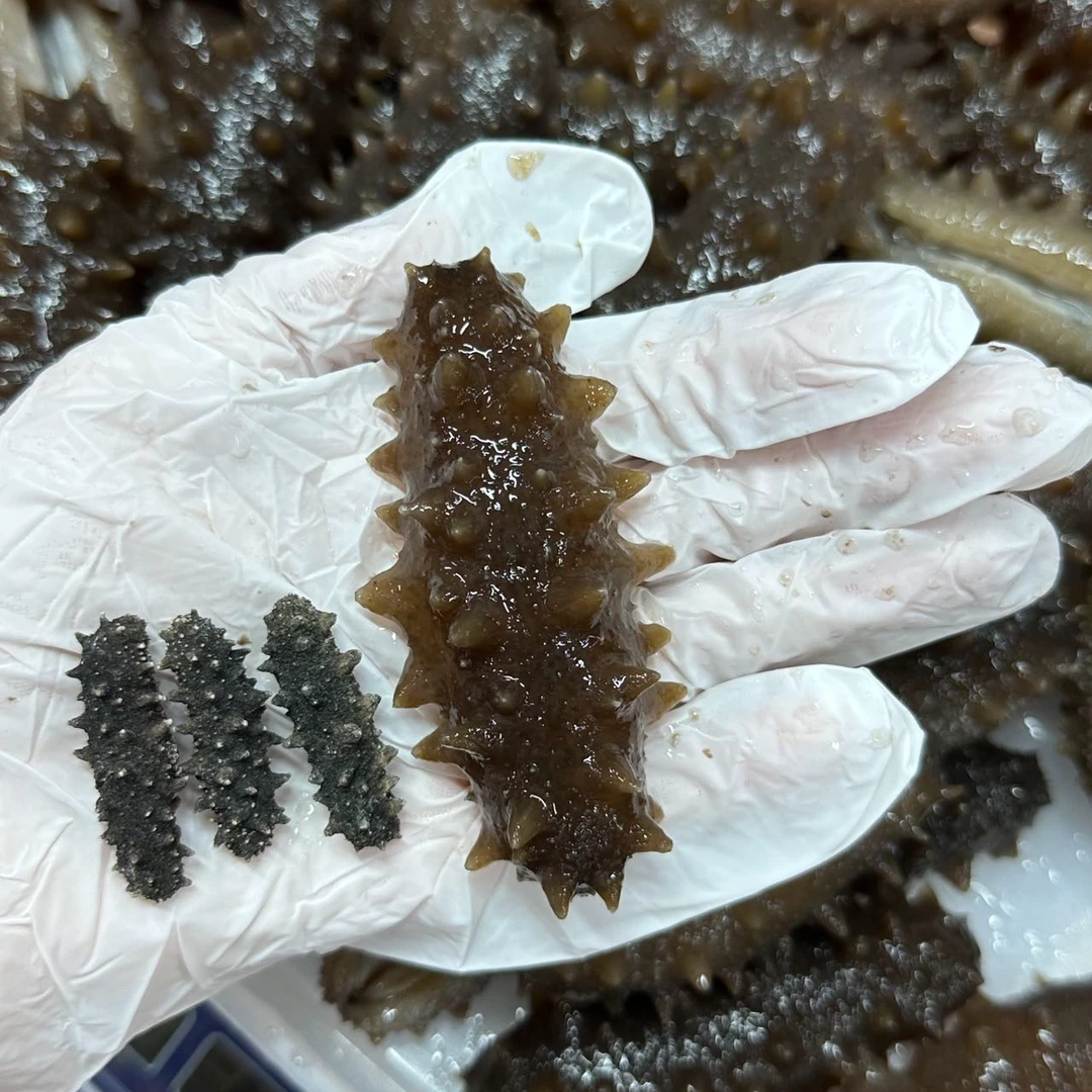 【玉姐精选】240头纯淡干（嘢） 小俄参六排刺 泡发15-16倍