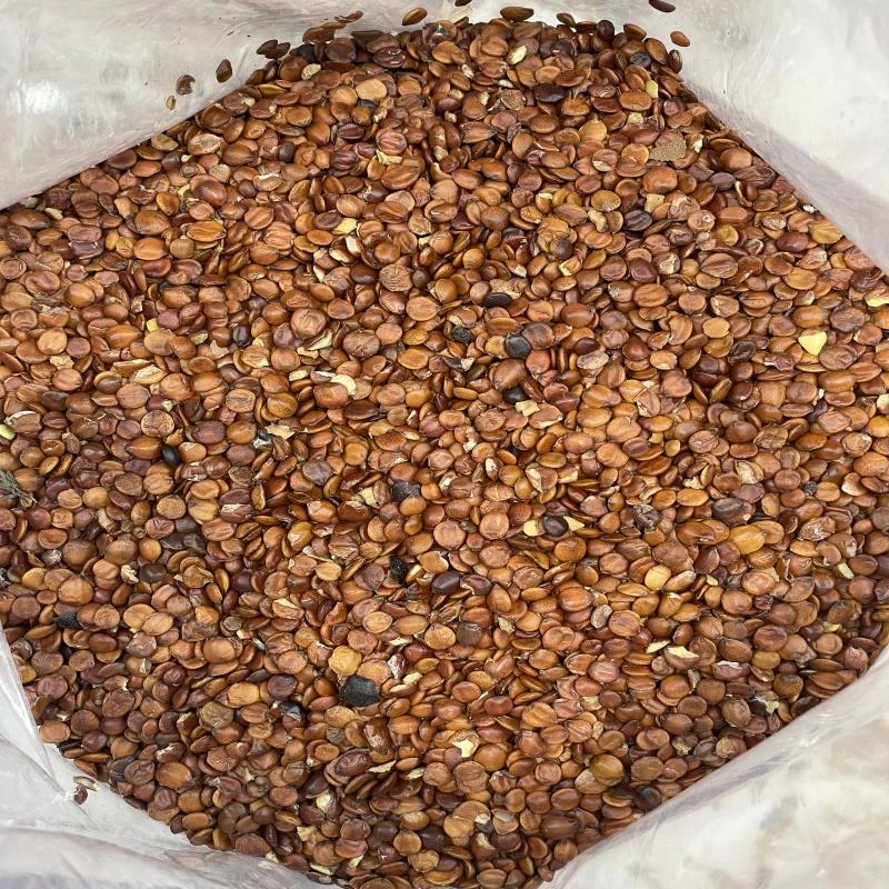 【玉姐精选】酸栆仁（黄） 250g/500g