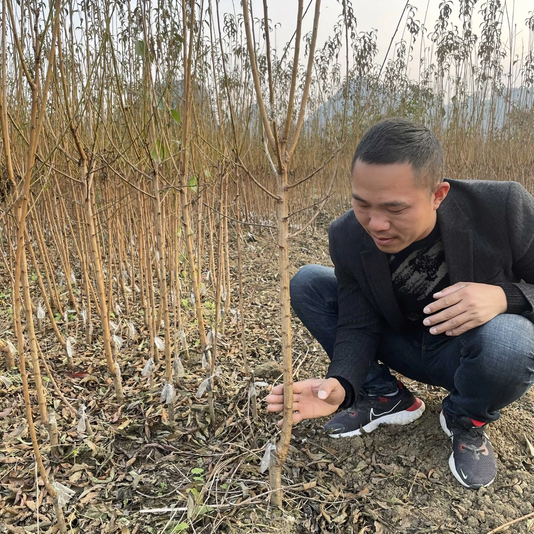 贵州镇宁六马蜂糖李子树苗蜂糖李嫁接苗花盆栽