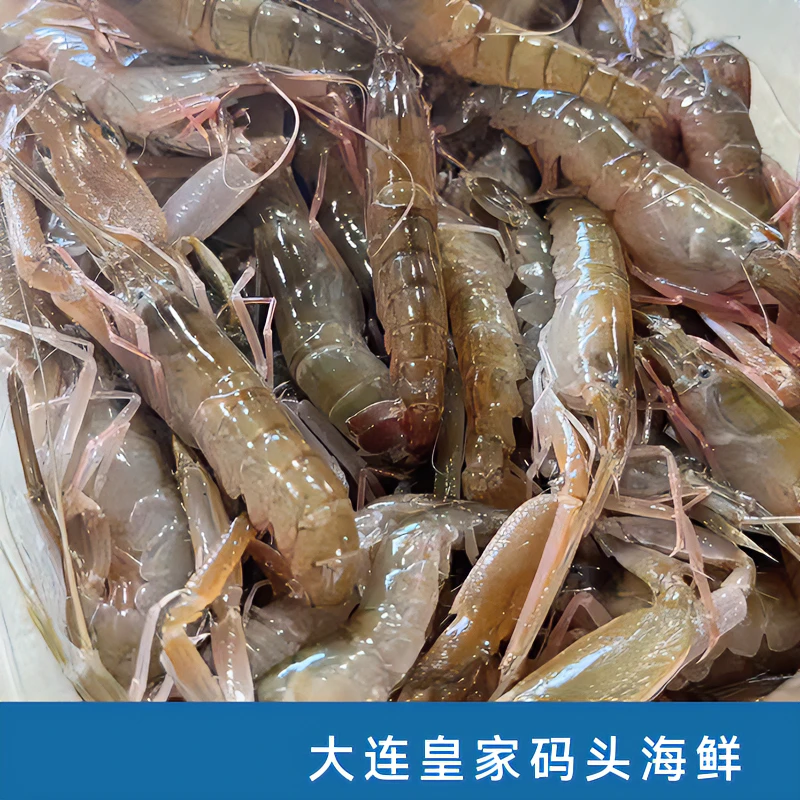 大连本地嘎巴虾（夹板虾）小种虾体介意勿拍 运输保鲜不保活
