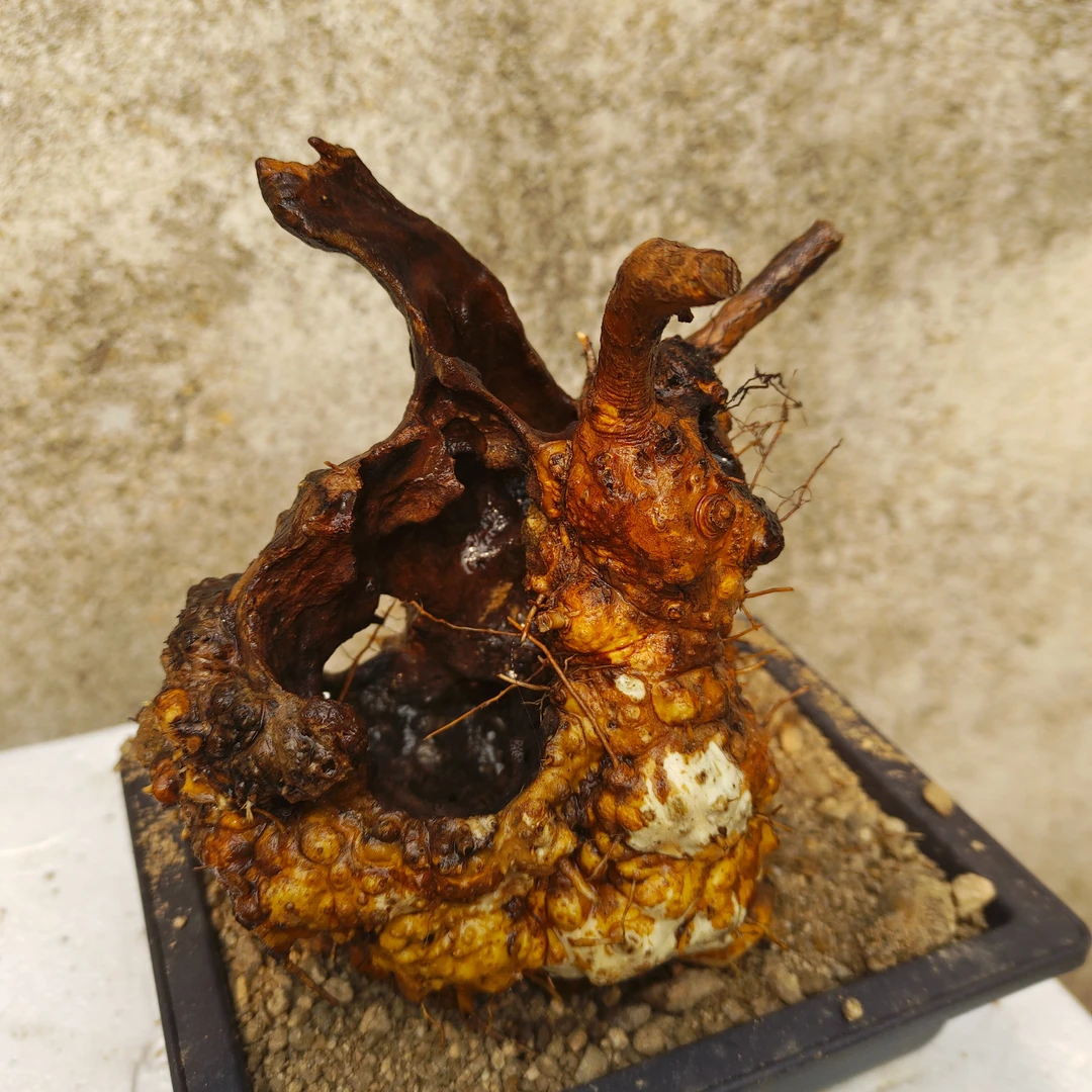 黄荆盆景素材直播间一物一拍