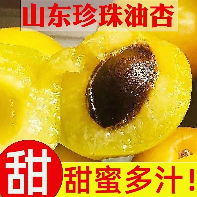 山东沂蒙山珍珠油杏一杏两吃现摘现发新鲜水果50~60个左右