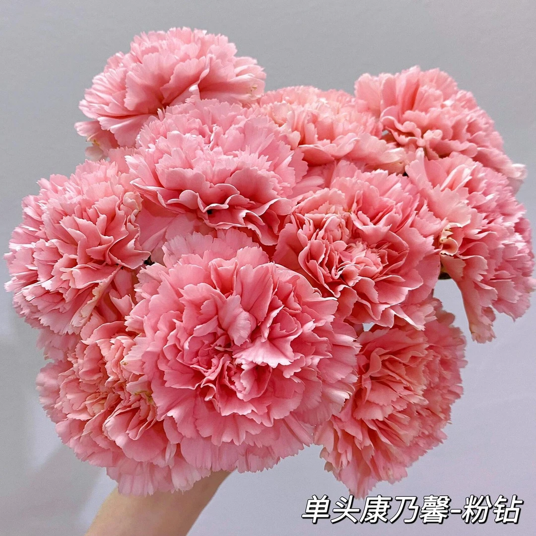 【单头康乃馨】康乃馨鲜花  店铺任意两单（顺丰）包邮