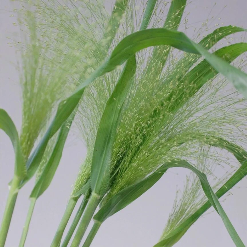 喷泉草 配草（运输过程中叶子会焉了几片）不建议单独购买 两单顺丰