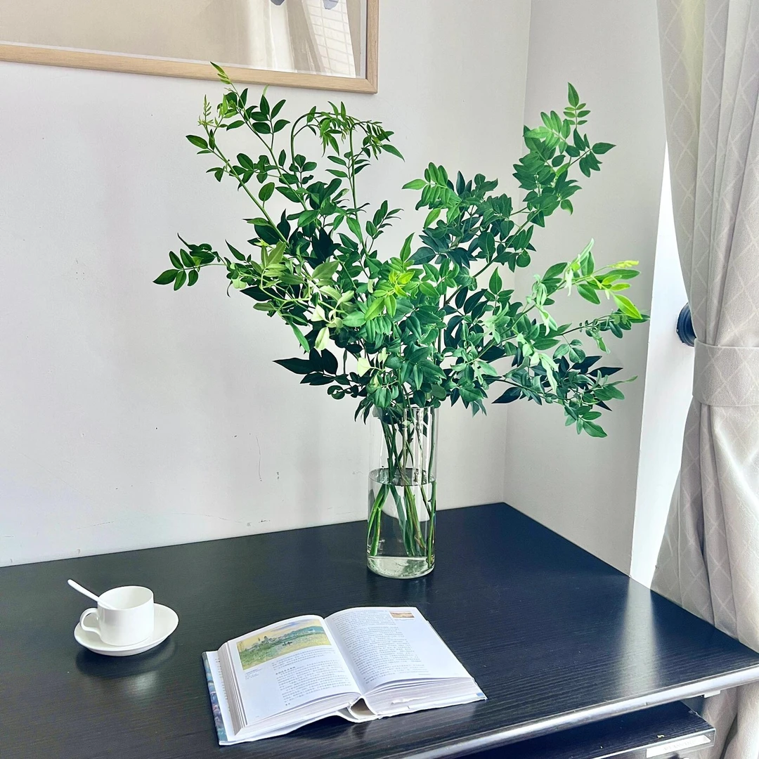 【九星叶】高端叶材 店铺任意两单（顺丰）包邮