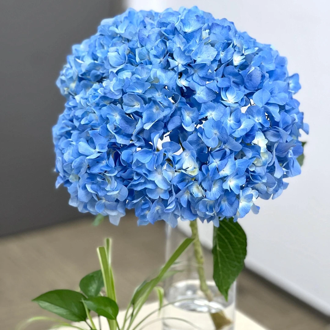 【AB级绣球】  店铺任意两单（顺丰）包邮