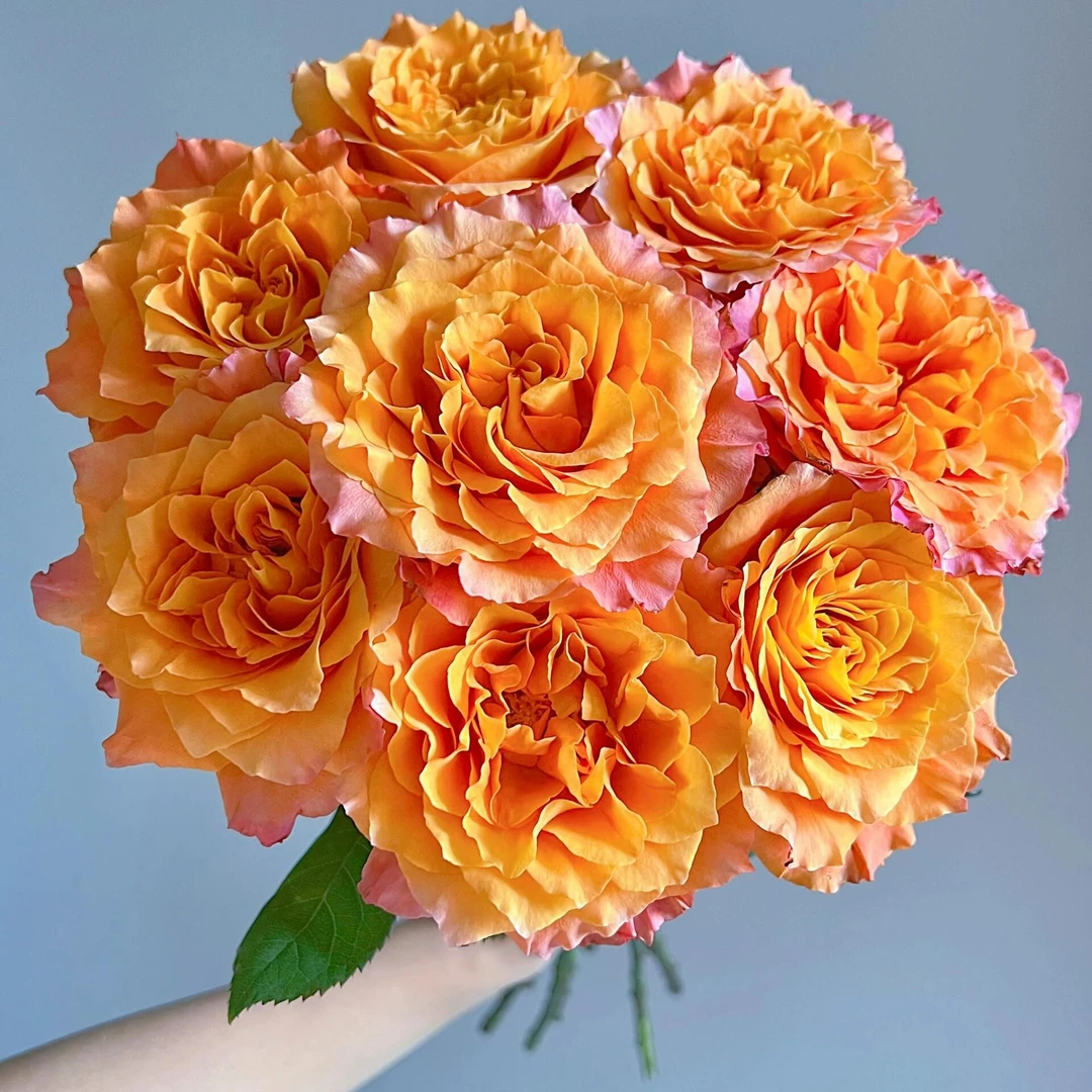 【火灵鸟】单头玫瑰   店铺任意两单（顺丰）包邮