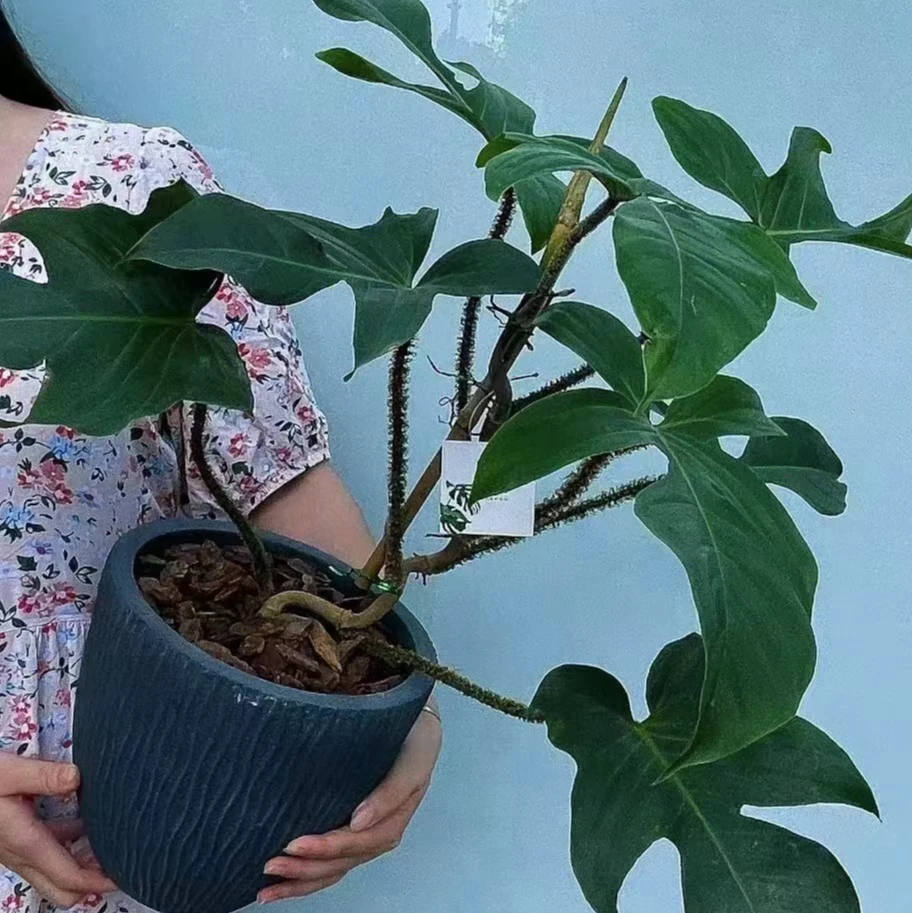 【红毛腿飞机蔓绿绒】室内观叶耐阴好养盆栽绿植