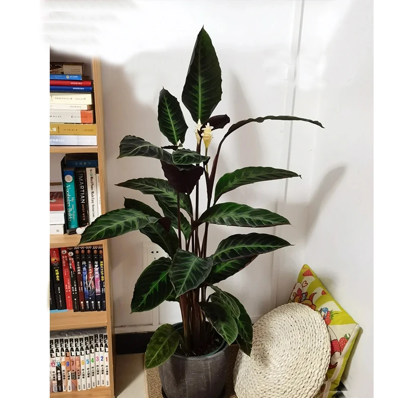 【紫背天鹅绒】室内叶片绒面质感开花紫背天鹅绒客厅卧室大型绿植