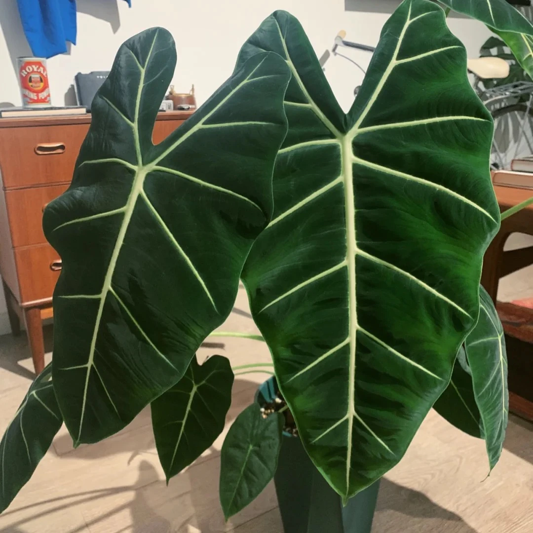 绿天鹅海芋，室内绿植盆栽，海芋里的爱马仕