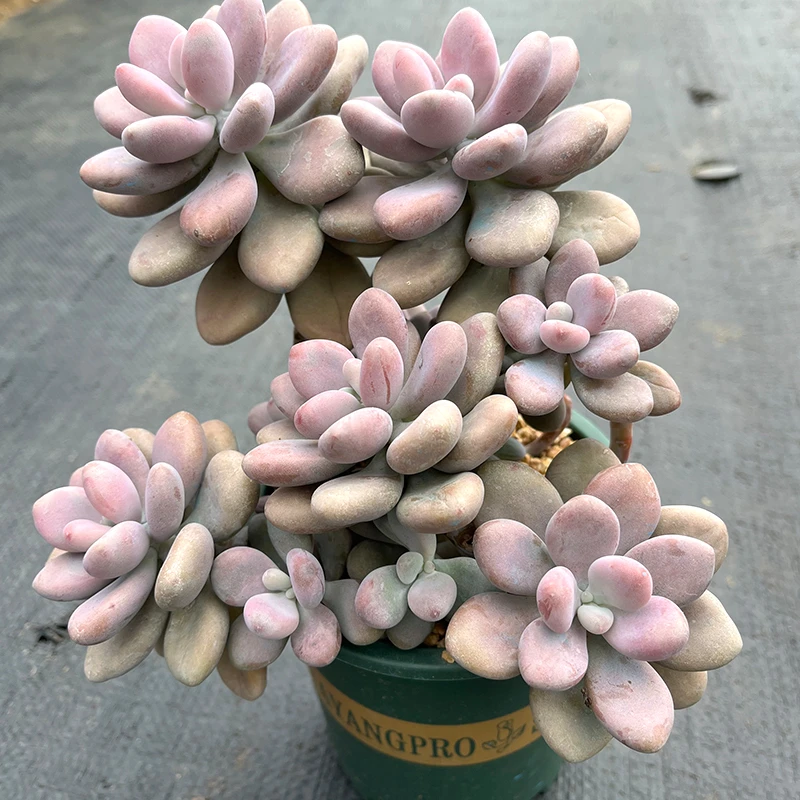 【水土先生】桃蛋老桩多肉整桩耐养品种云南精品多肉植物