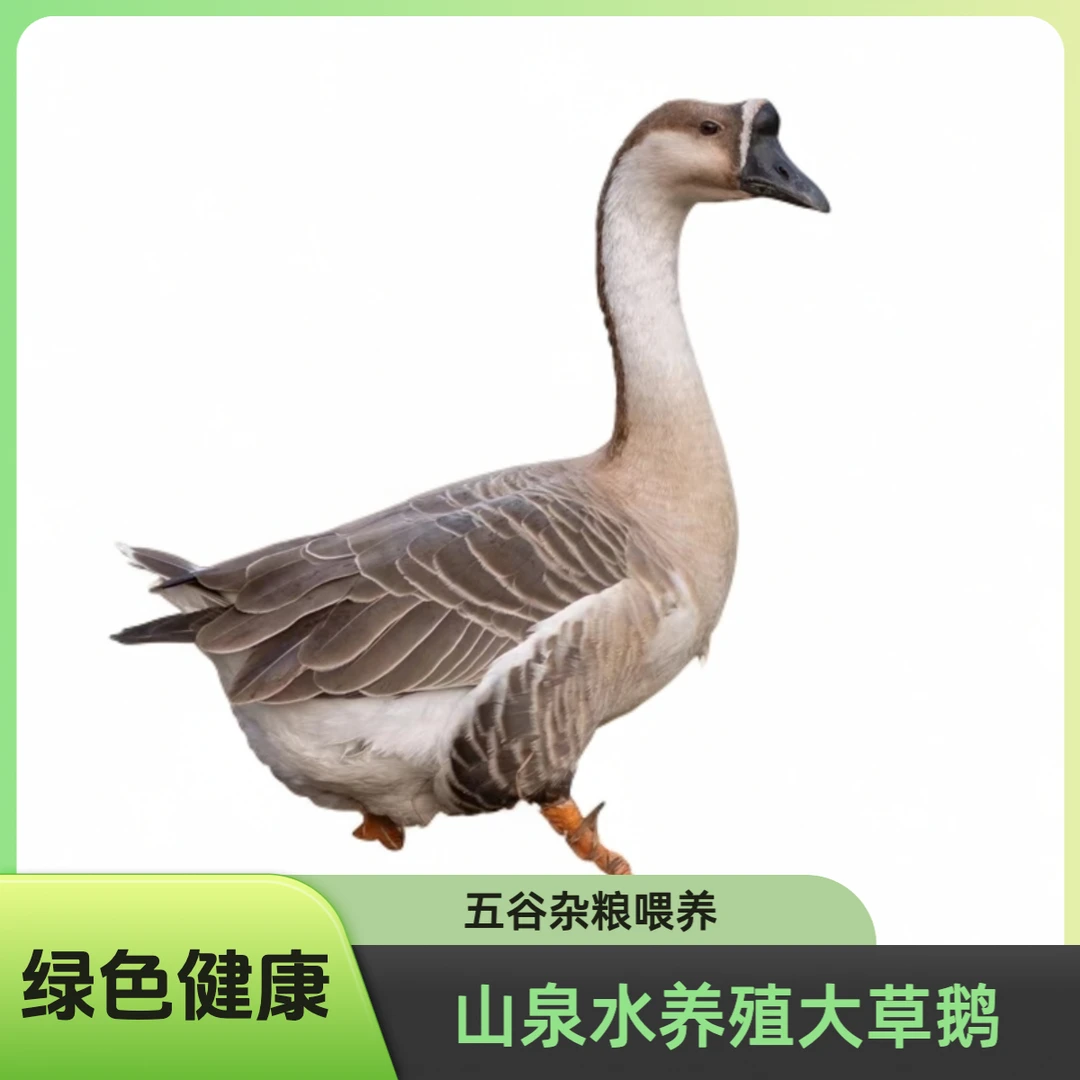 农村喝山泉水吃五谷杂粮散养大白鹅草鹅毛重6-9斤