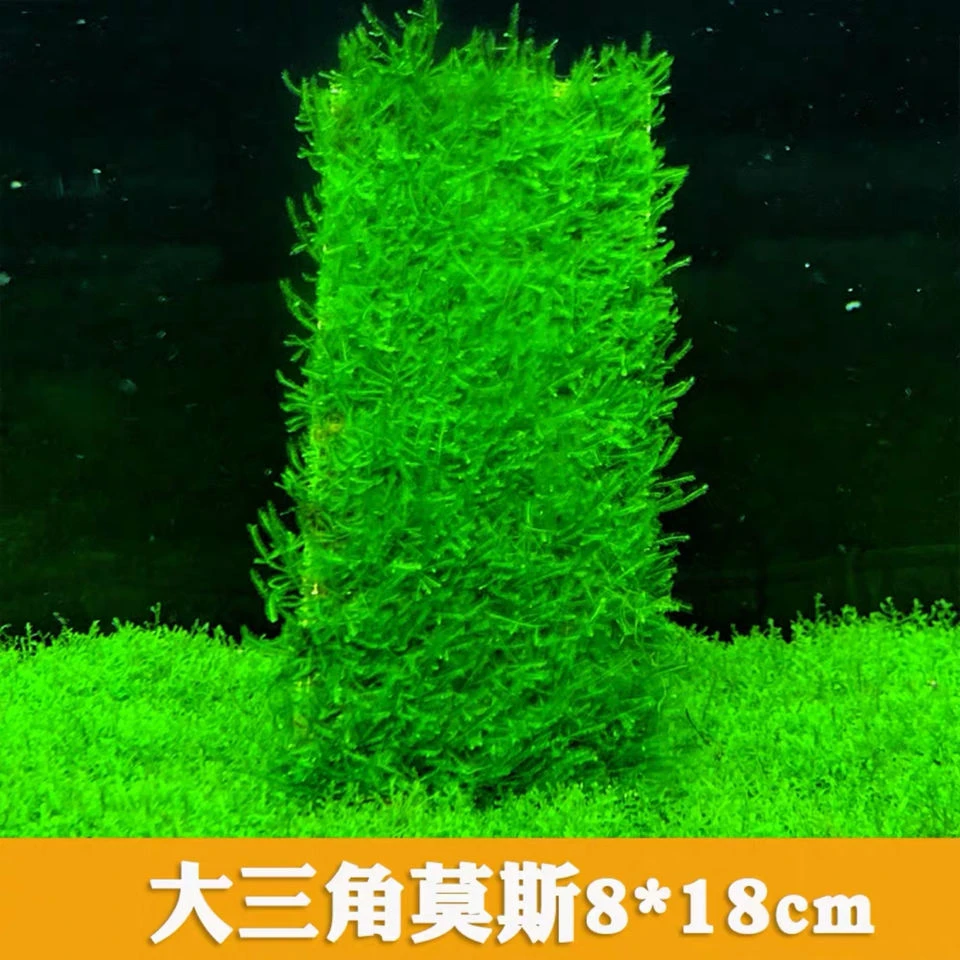 莫斯水草懒人草 大三角莫斯大三角莫斯8*18cm