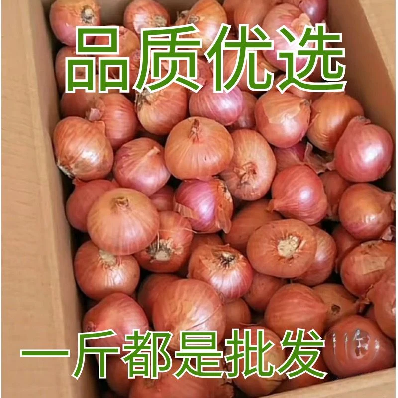 【超低价】东北毛葱头特产新鲜生吃鬼子葱笨毛葱小葱头1/3/5斤包邮