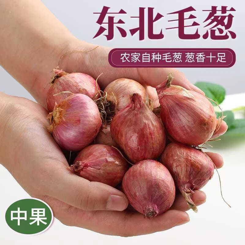 【超低价】东北小毛葱苯毛葱 新鲜毛葱头大的东北小洋葱1/3/5斤包邮