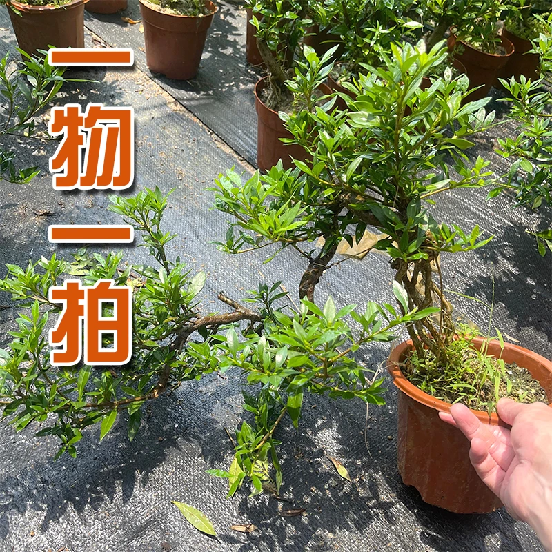 (一物一拍)老桩栀子花盆景素材