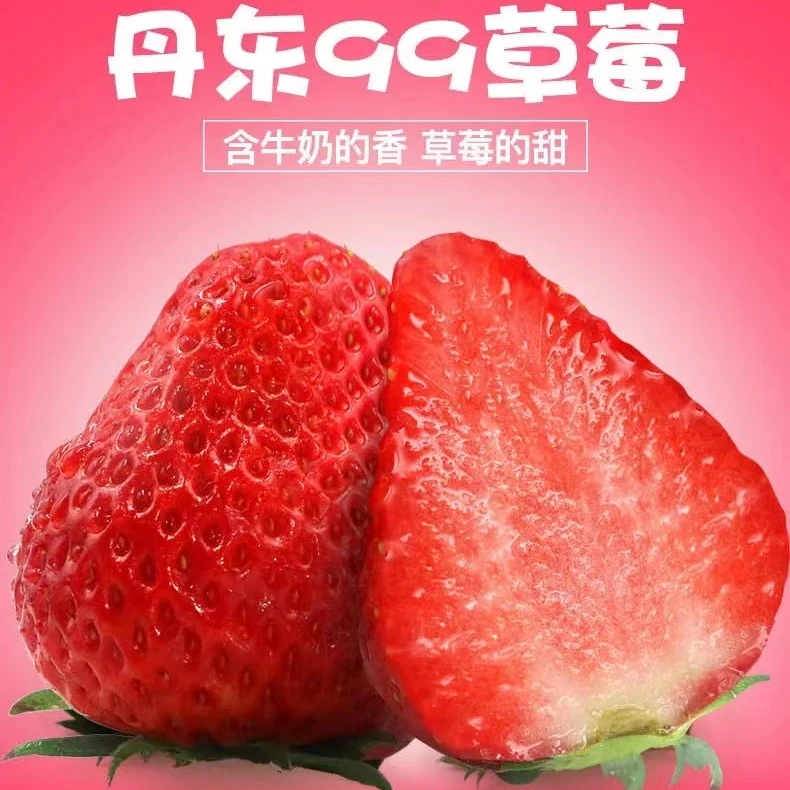 丹东九九红颜奶油草莓99元3斤