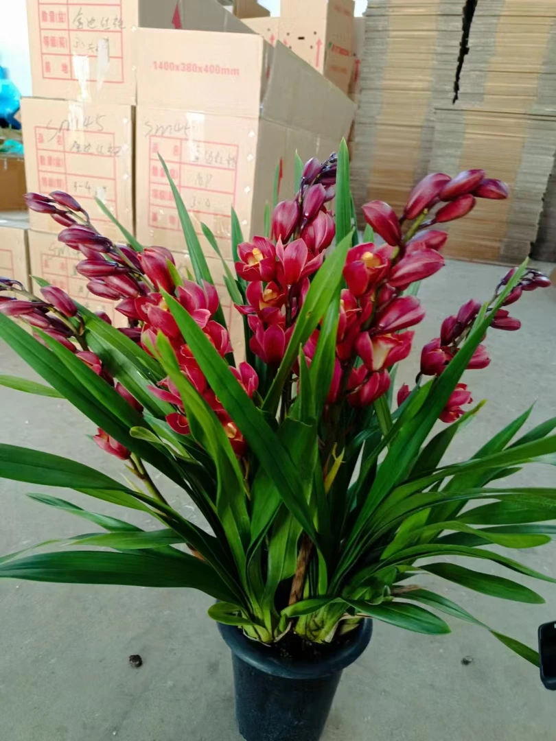 【梦寐以求】大花惠兰多花色年宵花兰花盆栽花卉室内客厅