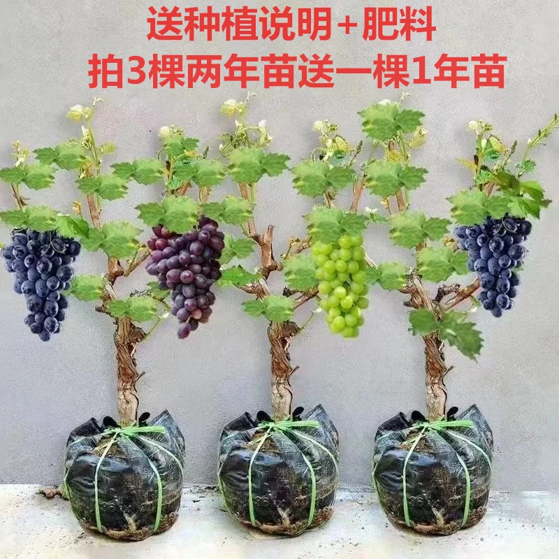 葡萄苗耐寒爬藤优质葡萄树苗育苗原产地四季阳台庭院盆栽地载种植