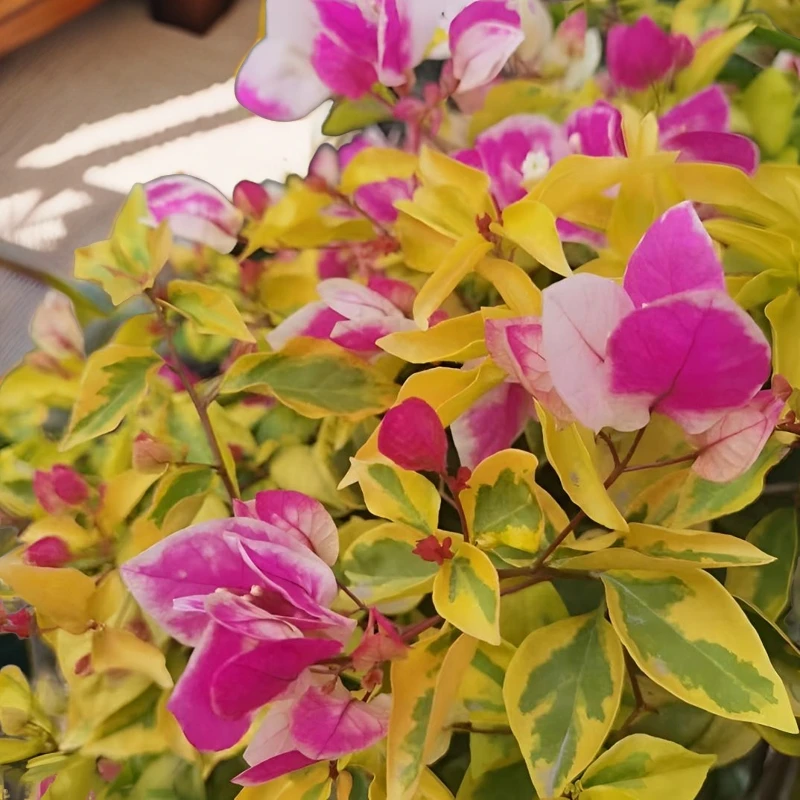 三角梅家居阳台喜阳喜干开花爬藤植物(一物一拍 ）