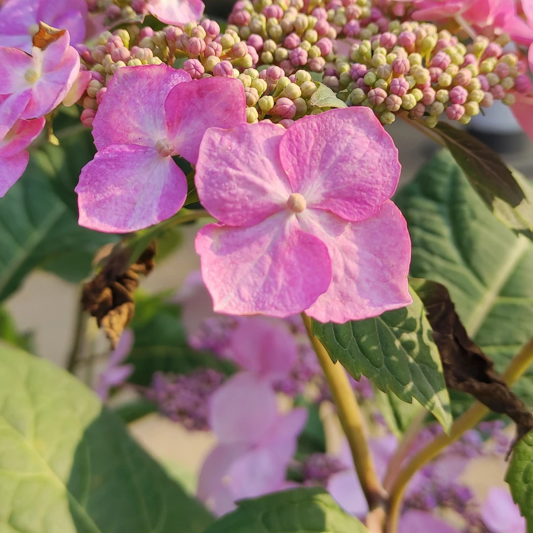 绣球花苗盆栽无尽夏八仙花开花植物阳台庭院花卉植物盆栽好养易活
