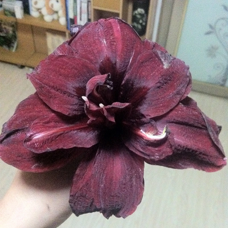 球迷朱顶红绣球 黑红色重瓣