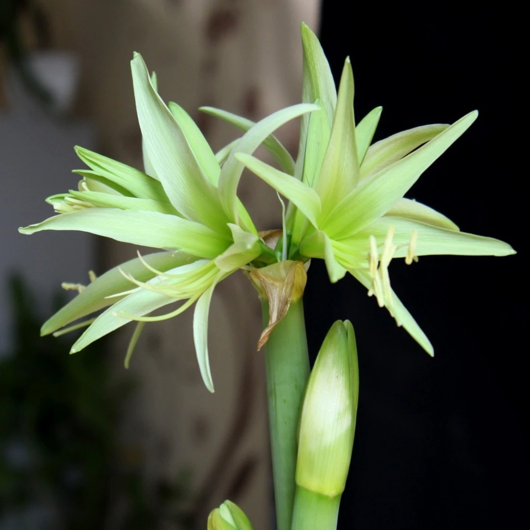 朱顶红恒绿花苗