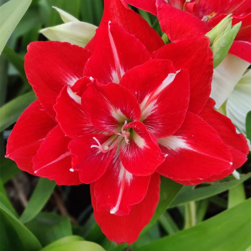 重瓣朱顶红幸福妮芙花苗