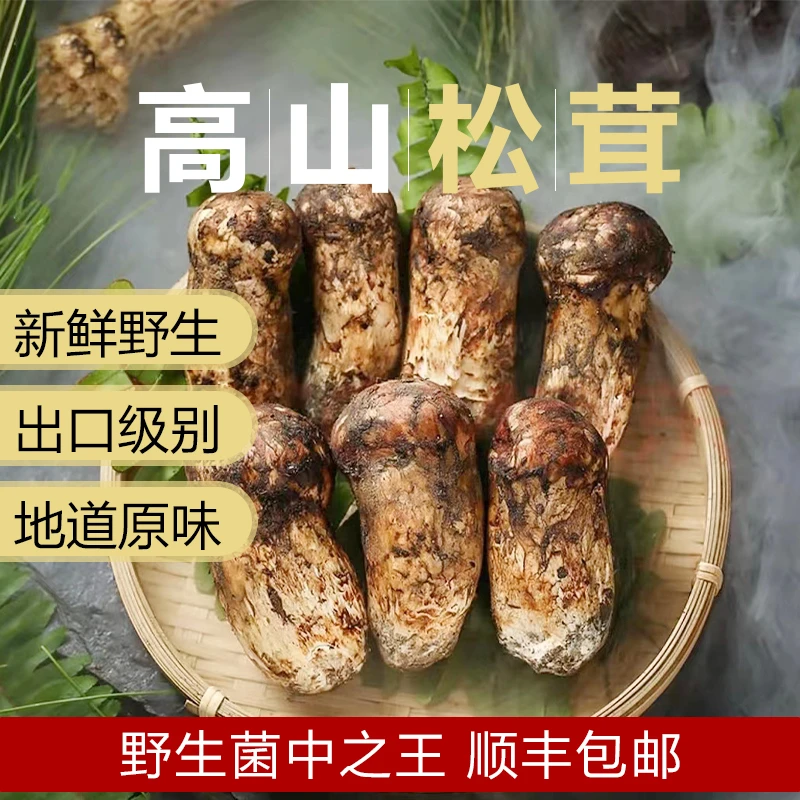 香格里拉高山松茸，新鮮野生出口級未开伞顺丰包邮7-9cm